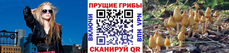 Купить закладки  Калининград  Псилоцибиновые грибы Psilocybe 