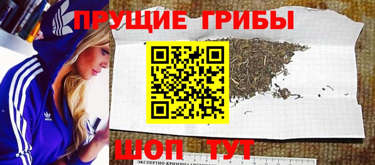 Псилоцибиновые грибы Cubensis Калининград