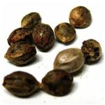 Семена марихуаны АК-47  (Seeds AK-47) в Калининграде